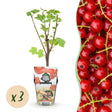 Livraison plante Groseillier Jonkheer van Tets x3
