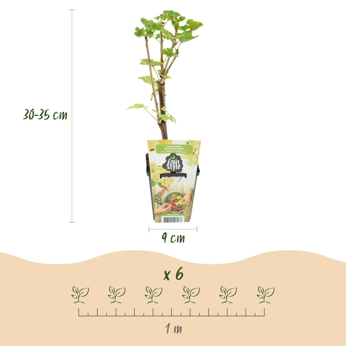 Livraison plante Groseillier Witte Hollander – Lot de 3 – Pot 9 cm