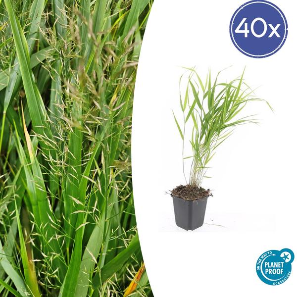 Livraison plante Hakonechloa macra herbe japonaise