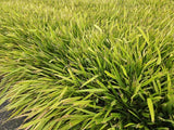 Livraison plante Hakonechloa macra herbe japonaise