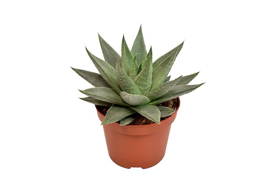 Livraison plante Haworthia Savanna h15cm - succulente