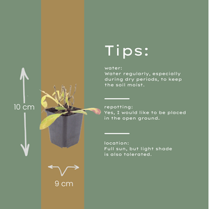 Livraison plante Hélénie orange