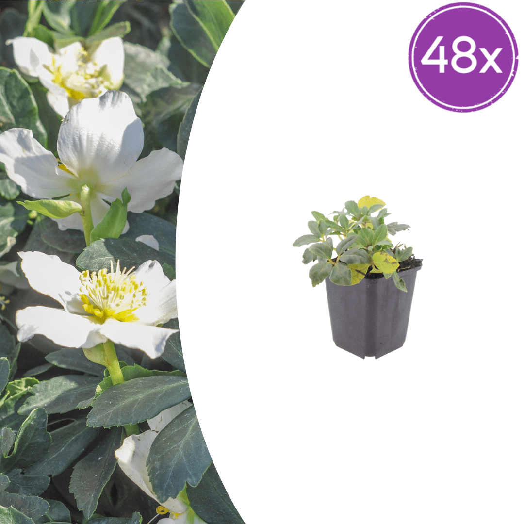 Livraison plante Hellebore blanc niger