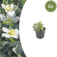 Livraison plante Hellebore blanc niger
