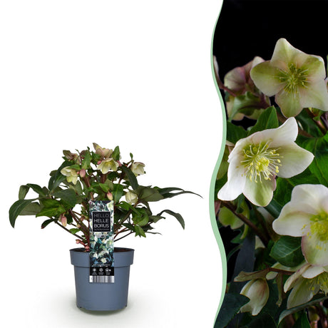Livraison plante Hellébore Diamfire – Pot 19 cm – Hauteur 40 cm