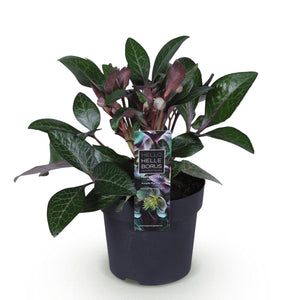 Livraison plante Hellébore livida Purple Marble – Pot 14 cm – Hauteur 35 cm