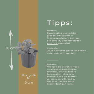 Livraison plante Hellebore oriental