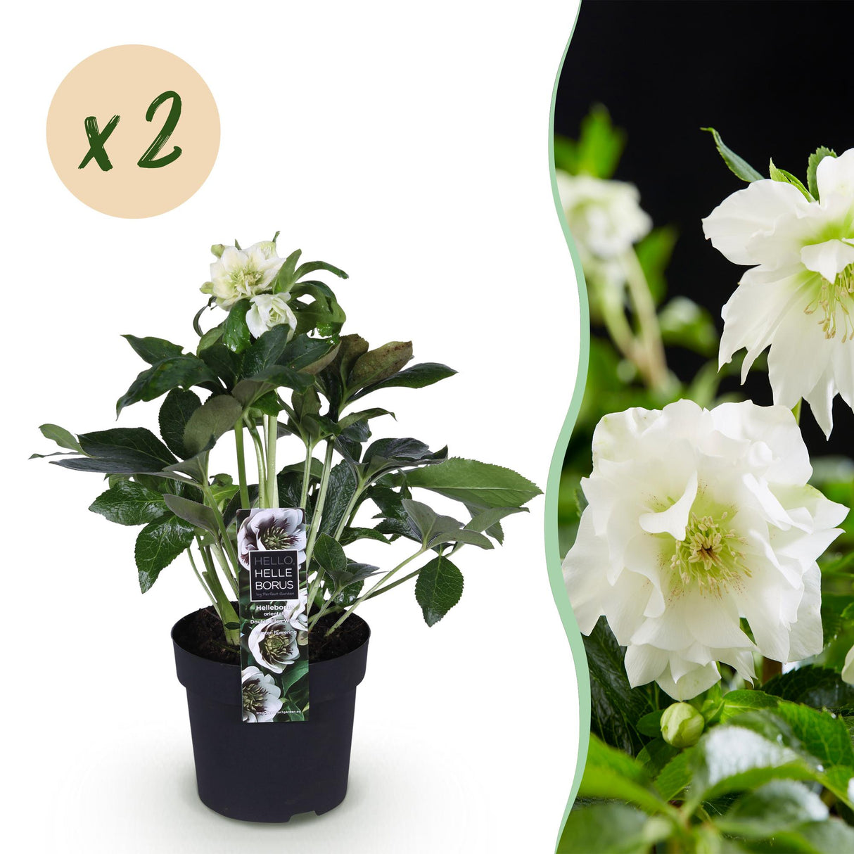 Livraison plante Hellébore orientale Double Ellen White