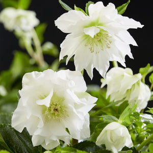 Livraison plante Hellébore orientale Double Ellen White – Pot 14 cm
