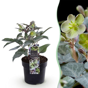 Livraison plante Hellébore sternii Silver Dollar – Lot de 1 – Pot 14 cm