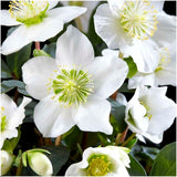 Livraison plante Helleborus niger 'Christmas Carol' - Lot de 48