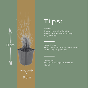 Livraison plante Herbe aux diamants