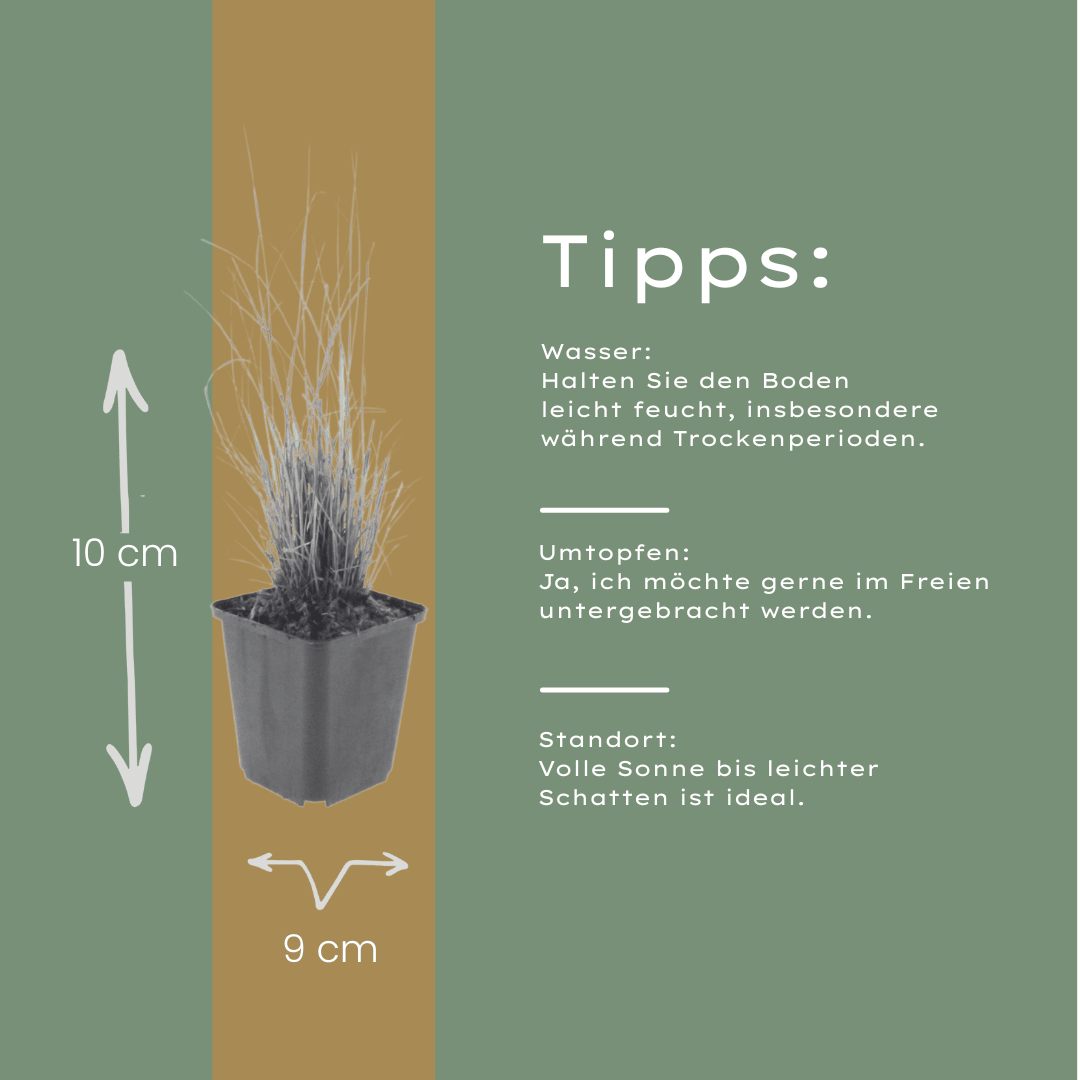 Livraison plante Herbe aux diamants