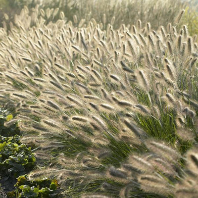 Lampenputzergras (Pennisetum Alopecuroides) 'Hameln'