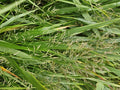 Japanisches Berggras (Hakonechloa macra) ''