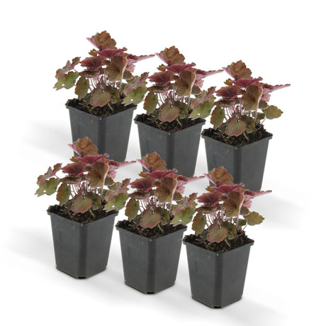 Livraison plante Heuchera mic. 'Palace Purple'