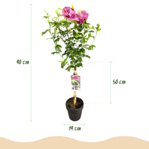 Livraison plante Hibiscus Magenta Chiffon® – Pot 19 cm – Hauteur 90 cm