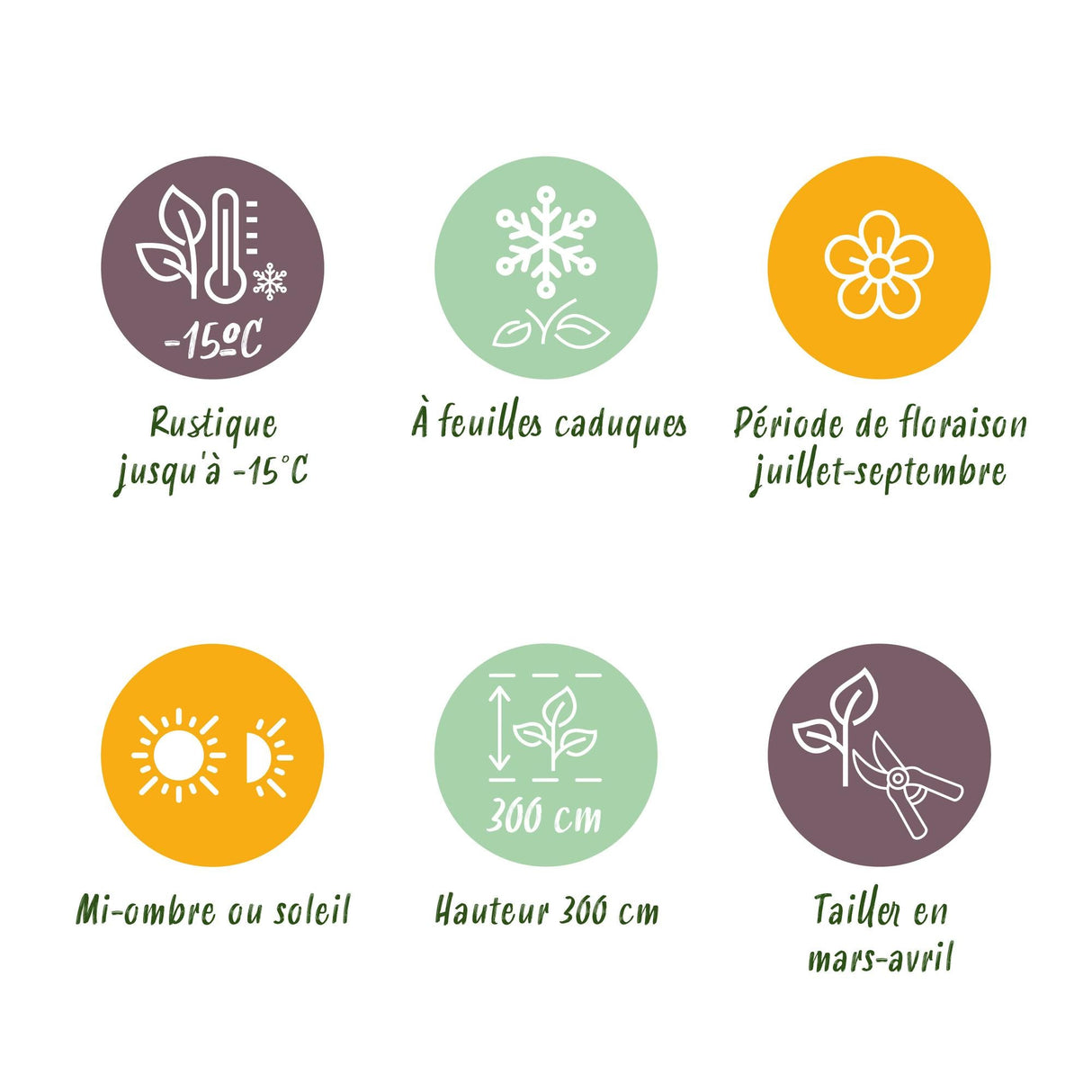 Livraison plante Hibiscus syriacus Tricolour – Lot de 3 – Hauteur 45 cm