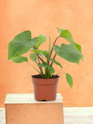 Livraison plante Homalomena Rubescens Maggy