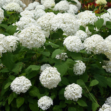 Livraison plante Hortensia Annabelle – Lot de 1 – Pot 17 cm – Hauteur 50 cm