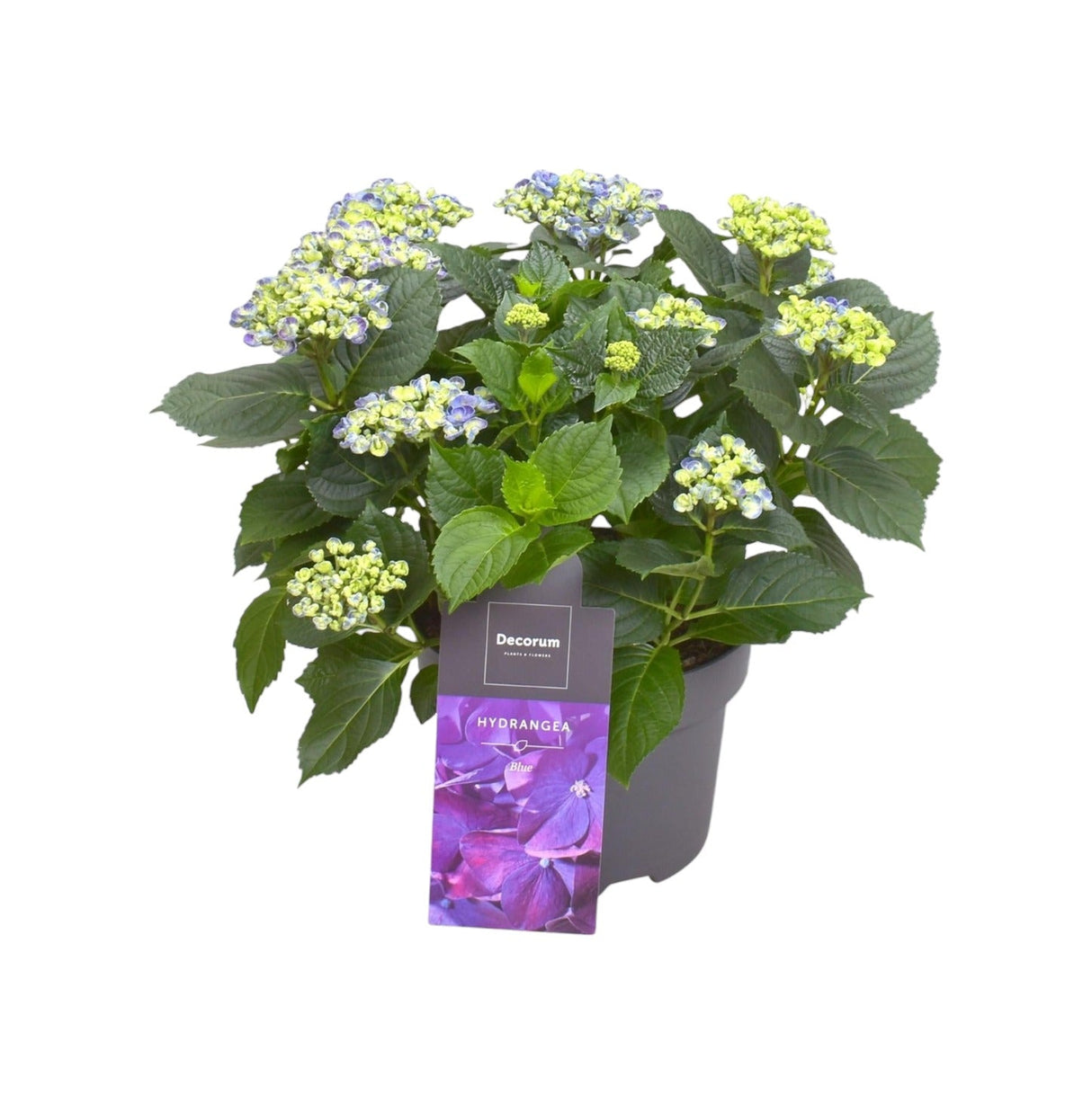 Livraison plante Hortensia curly parme 9 - 15 têtes - plante fleurie d'extérieur