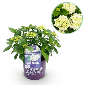 Livraison plante Hortensia en pot