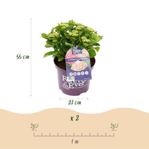 Livraison plante Hortensia Forever & Ever – Pot 23 cm – Hauteur 55 cm