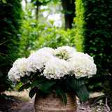 Livraison plante Hortensia Forever & Ever – Pot 23 cm – Hauteur 55 cm