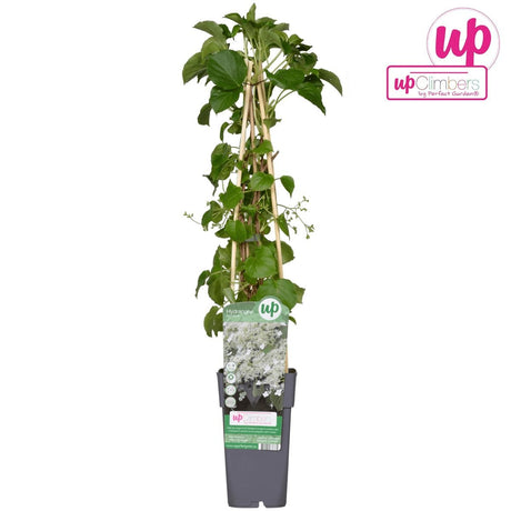 Livraison plante Hortensia grimpant - ↨65 cm - Ø15 - plante d'extérieur fleurie et grimpante