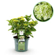 Livraison plante Hortensia Magical Noblesse