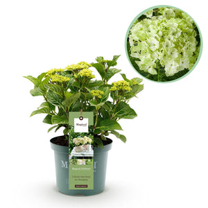 Livraison plante Hortensia Magical Noblesse