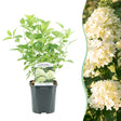 Livraison plante Hortensia Panniculata Limelight