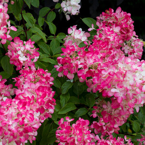 Livraison plante Hortensia Pink Diamond – Pot 17 cm – Hauteur 50 cm