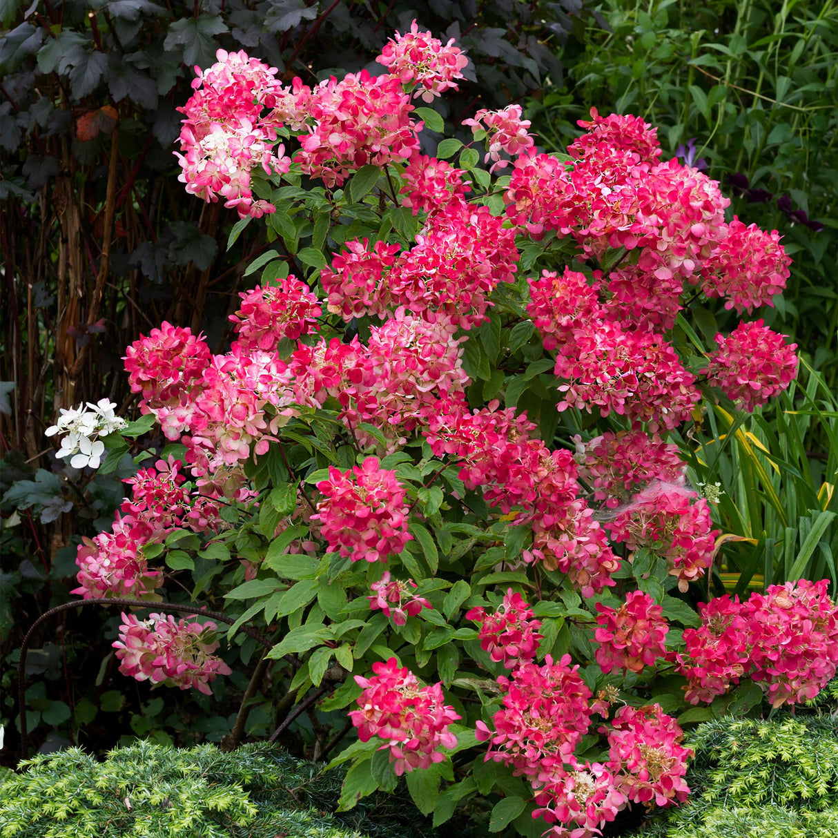 Livraison plante Hortensia Pink Diamond – Pot 17 cm – Hauteur 50 cm