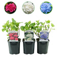 Livraison plante Hortensia Tricolour – Lot de 3 – Pot 17 cm – Hauteur 30 cm