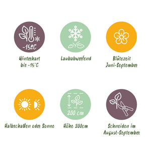 Livraison plante Hortensia Tricolour – Lot de 3 – Pot 17 cm – Hauteur 30 cm