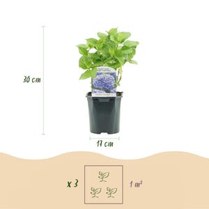 Livraison plante Hortensia Tricolour – Lot de 3 – Pot 17 cm – Hauteur 30 cm