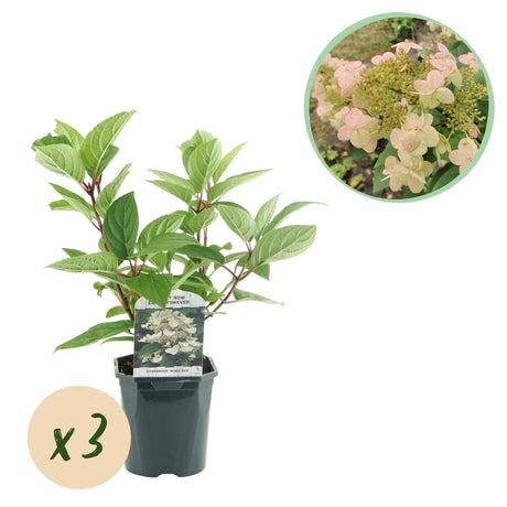 Livraison plante Hortensia Wims Red x1