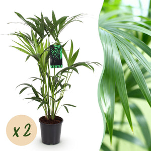 Livraison plante Howea Forsteriana