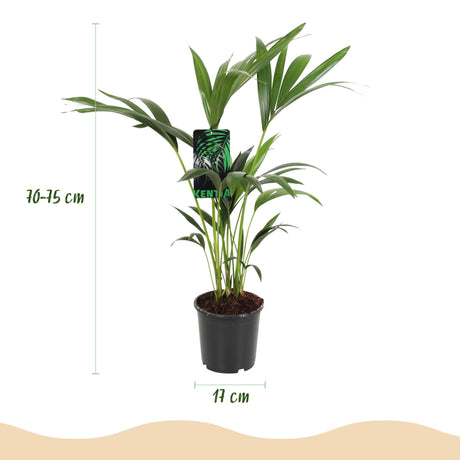 Livraison plante Howea Forsteriana Kentia d17cm H70cm