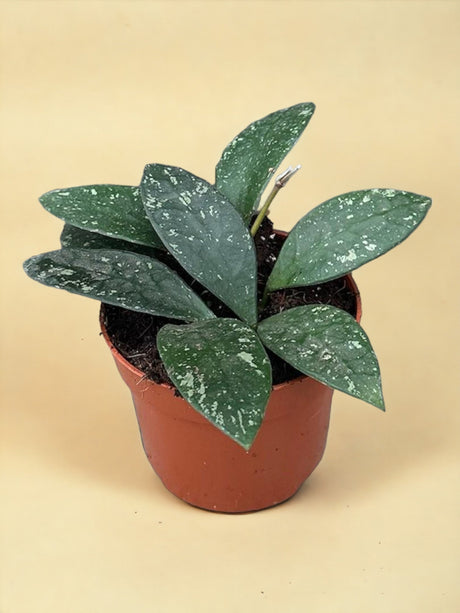Livraison plante Hoya Rundumensis Splash