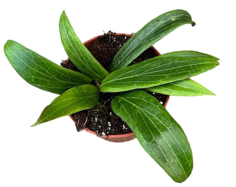 Livraison plante Hoya Soligamiana