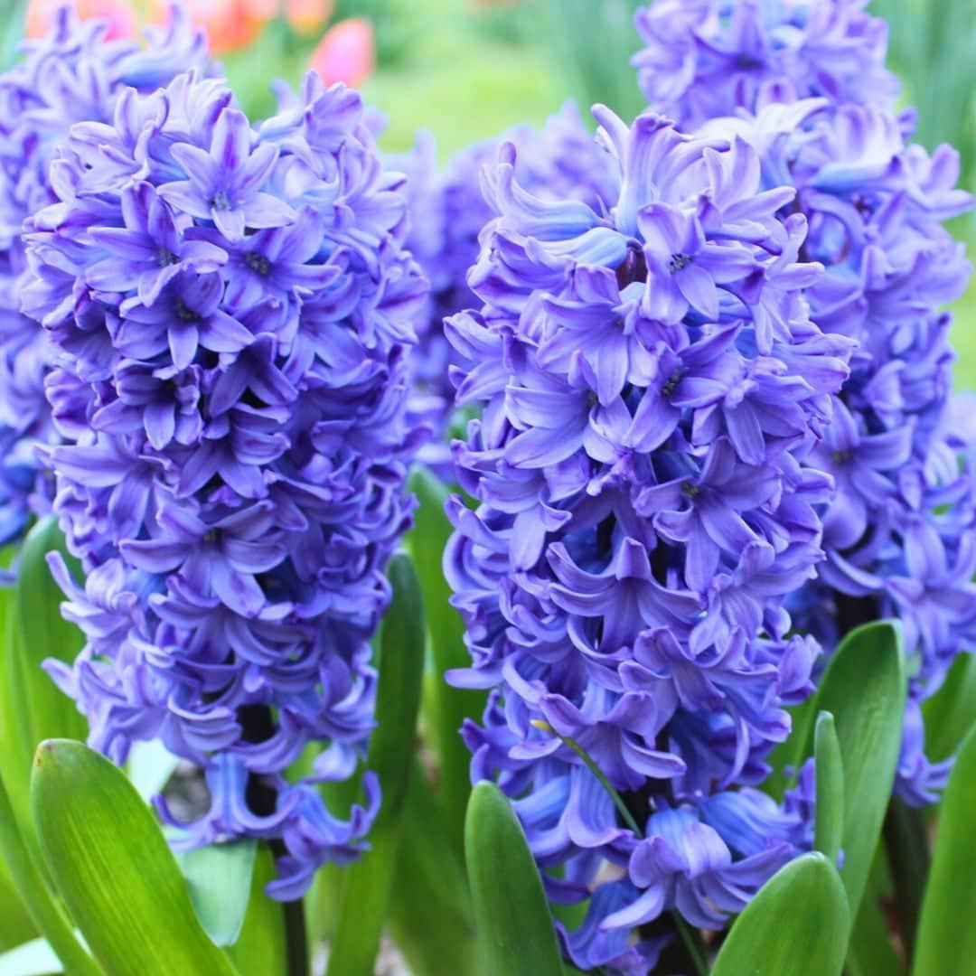 Livraison plante Hyacinte - 30 bulbes pour 1 m² de fleurs majestueuses