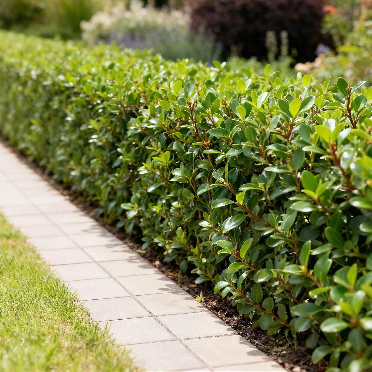 Livraison plante Ilex crenata Caroline Upright – Lot de 8 – Pot 9 cm