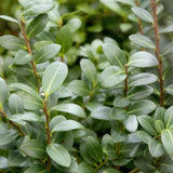 Livraison plante Ilex crenata Caroline Upright – Lot de 8 – Pot 9 cm