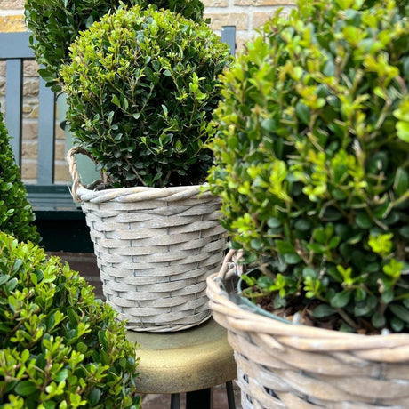 Livraison plante Ilex crenata 'Jenny' et leur panier x 2