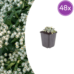 Livraison plante Immortelle de l'himalaya