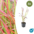 Livraison plante Imperata Herbe sanglante 'Red Baron'