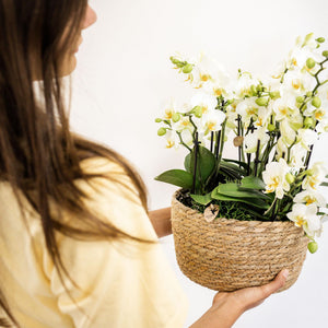 Livraison plante Incrustation avec réservoir pour orchidées et mèches d'eau