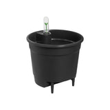 Livraison plante Insert Autarcique - 24 cm